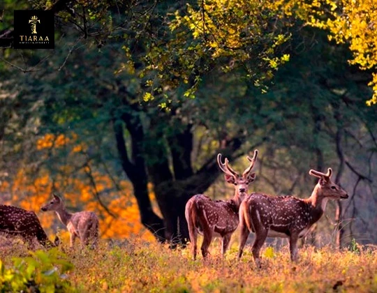Experience Nature at Its Best Resort in Jim Corbett with Tiaraa