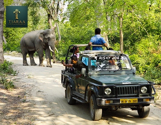 Safari in Jim Corbett National Park: Everything You Need to Know Before You Go