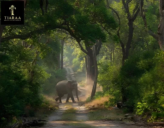 Experience Nature and Luxury: The Best Hotels in Jim Corbett You Shouldn’t Miss
