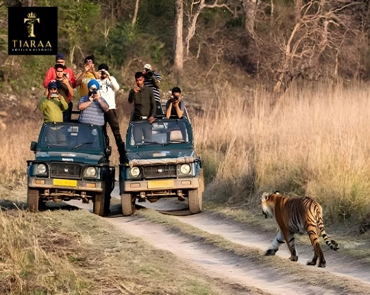 A Guide to the Best Wildlife Experiences Near Your Luxury Resort in Corbett