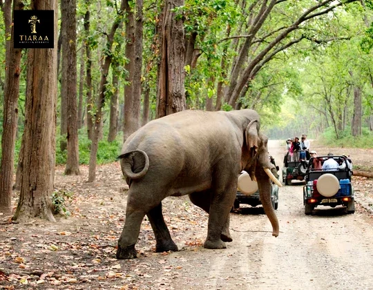 Resorts in Jim Corbett: Where Comfort Meets Wilderness Adventure