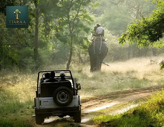 Understanding Safari Zones: Dhikala vs Bijrani vs Jhirna - Which One Suits You?