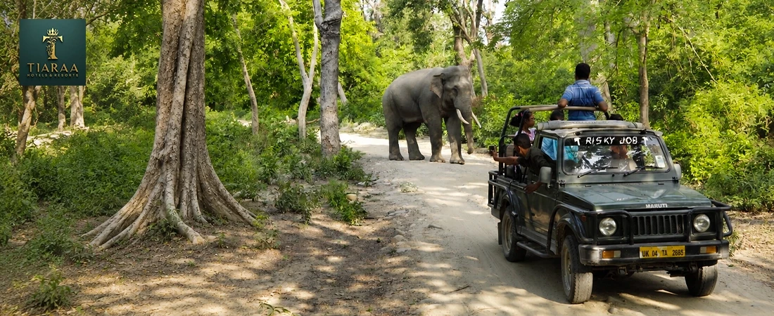 Safari in Jim Corbett National Park: Everything You Need to Know Before You Go
