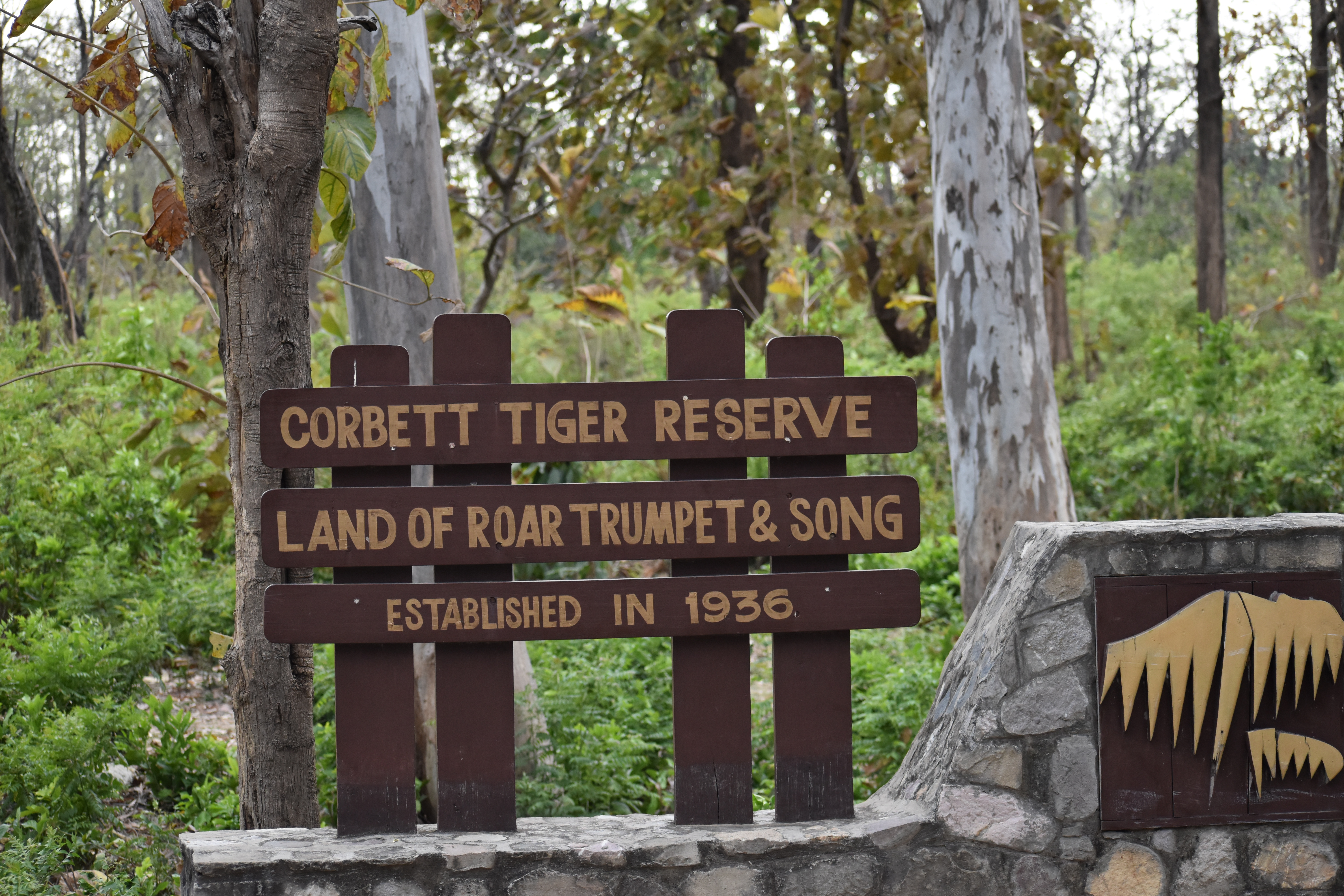 The Must Do-activities for Adventuring into the Jungle – Jim Corbett National Park