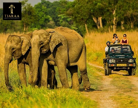 Experience the Ultimate Stay with Tiaraa in Jim Corbett