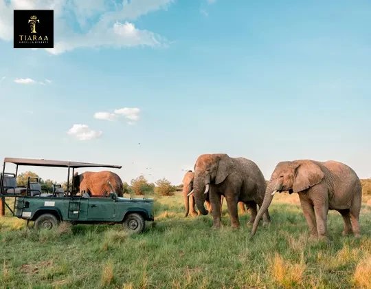Elephant Safaris Are Back in Corbett – What It Means for Your Resort Stay