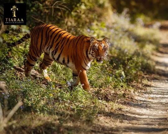 Experience Wildlife Like Never Before at Jim Corbett Hotels
