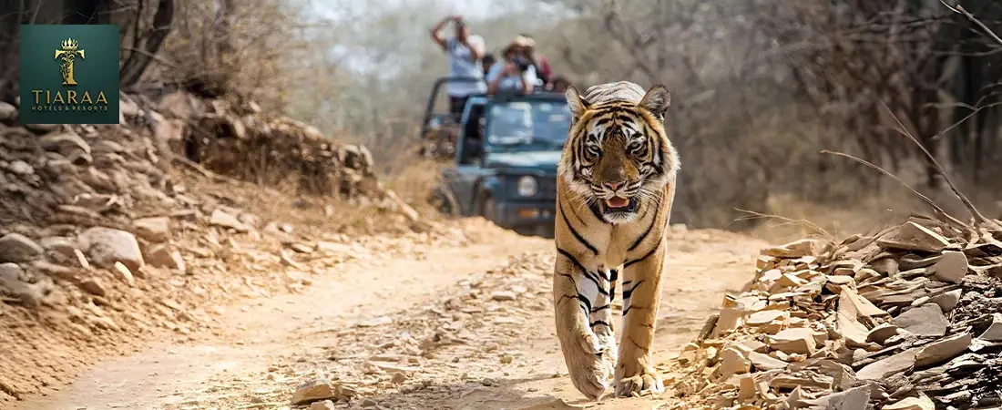 Corbett Unscripted: A Slow-Travel Guide for the Independent Explorer