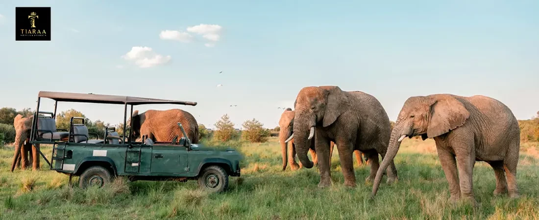 Elephant Safaris Are Back in Corbett – What It Means for Your Resort Stay