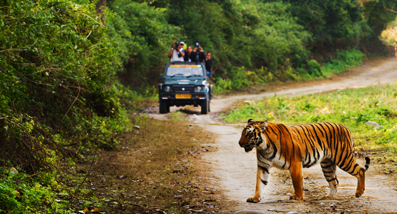 Jim Corbett safari: Tailor-made trip for the traveler