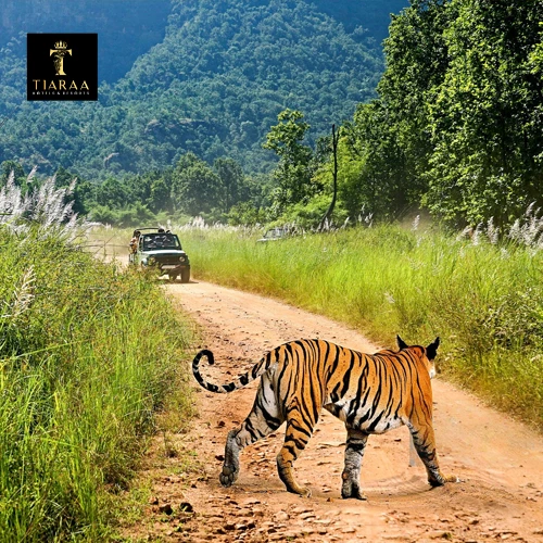 Corporate Outing Tour In Jim Corbett National Park
