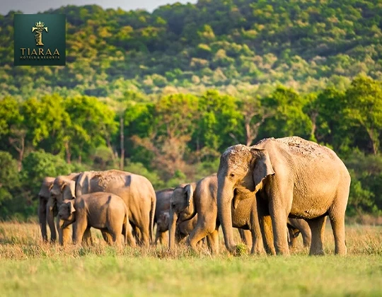 Nine Zones, One Weekend: Which Corbett Safari Zone Actually Matches How You Travel