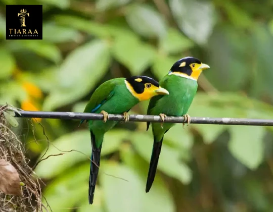 Explore the Birdlife of Jim Corbet