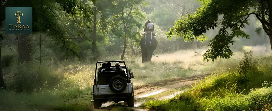 Understanding Safari Zones: Dhikala vs Bijrani vs Jhirna - Which One Suits You?