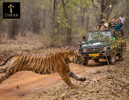 Comprehensive Manual for Exploring Corbett's Jungle Safari Experience