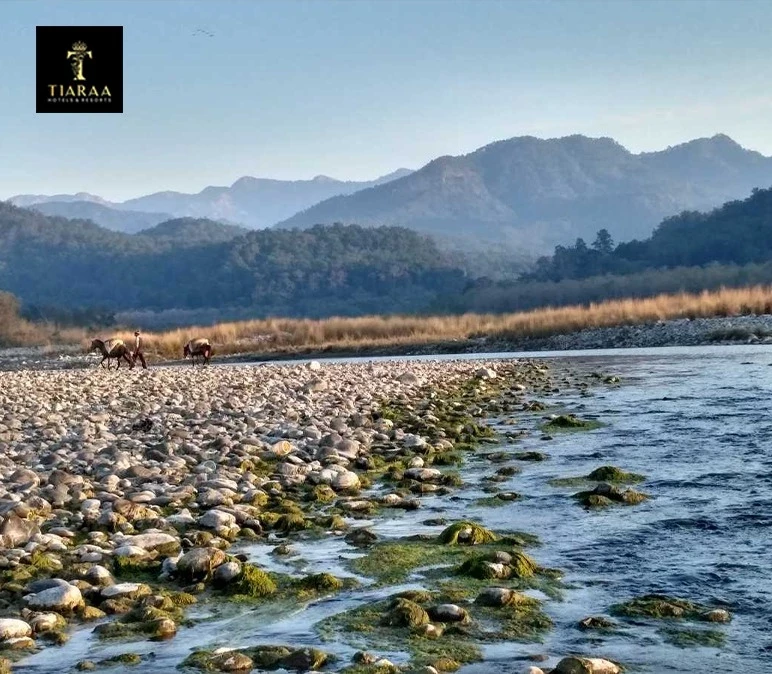 Exploring Jim Corbett, Best Places to Visit, Stay, and Things to Do