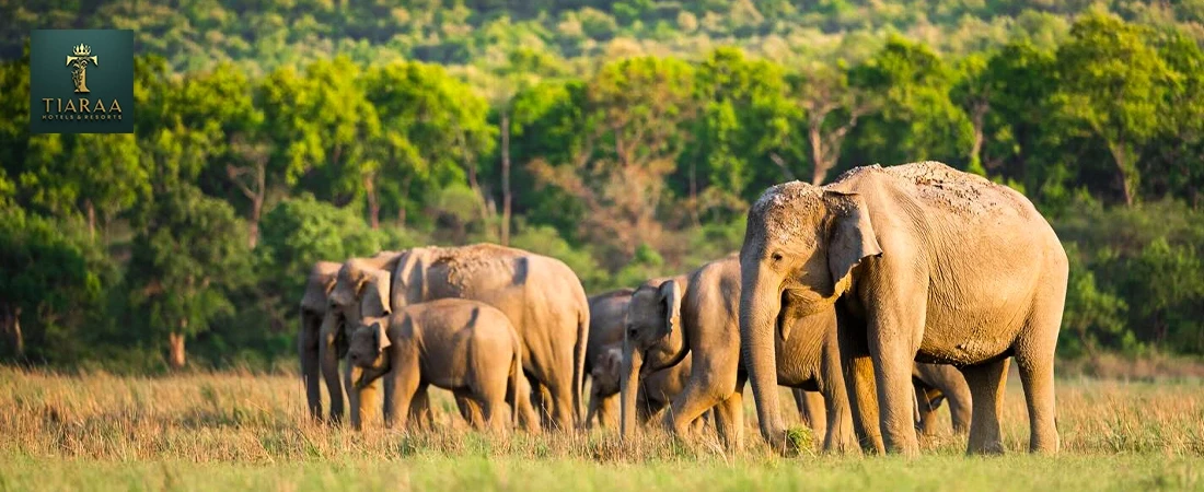Nine Zones, One Weekend: Which Corbett Safari Zone Actually Matches How You Travel